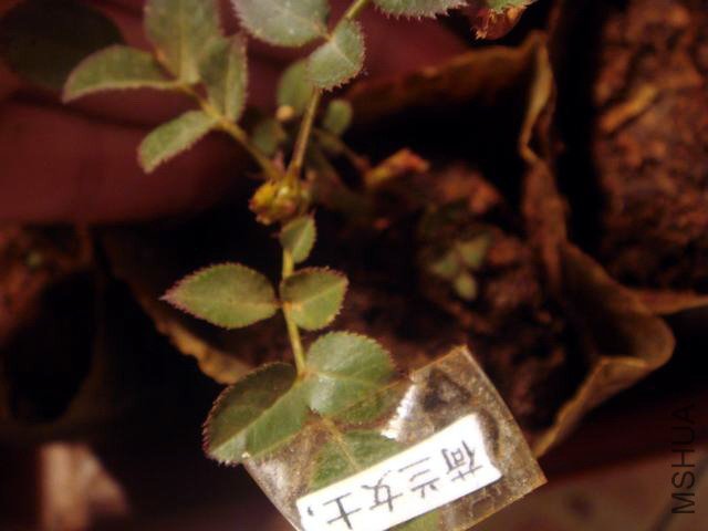 DSC06260.JPG
