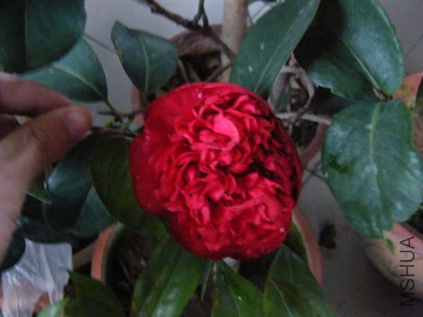 DSCF5394.jpg