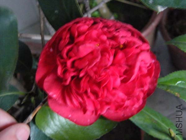 DSCF5395.jpg