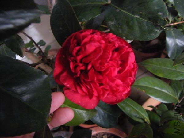 DSCF5327.jpg