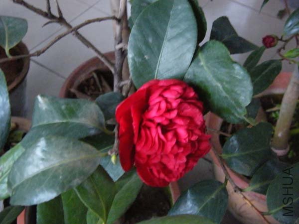 DSCF5393.jpg