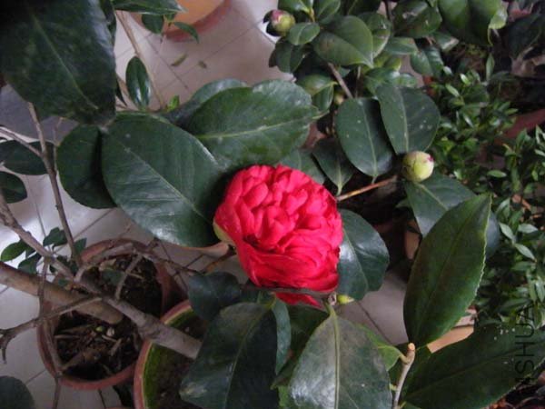 DSCF5326.jpg