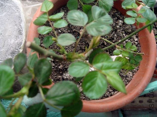 DSC06321.JPG