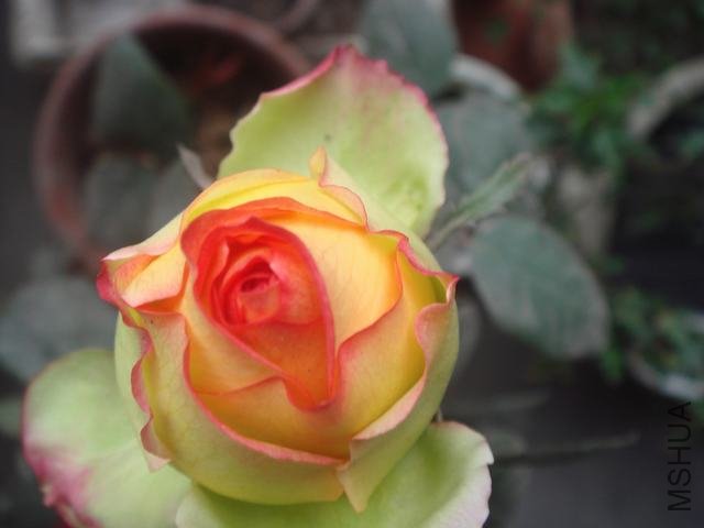 DSC06284.JPG