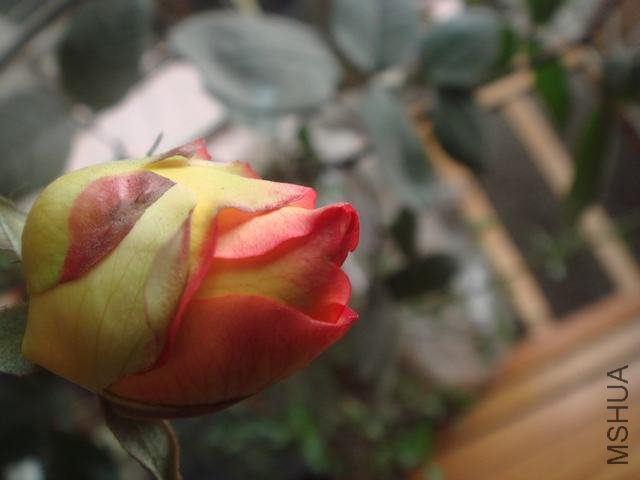 DSC06285.JPG