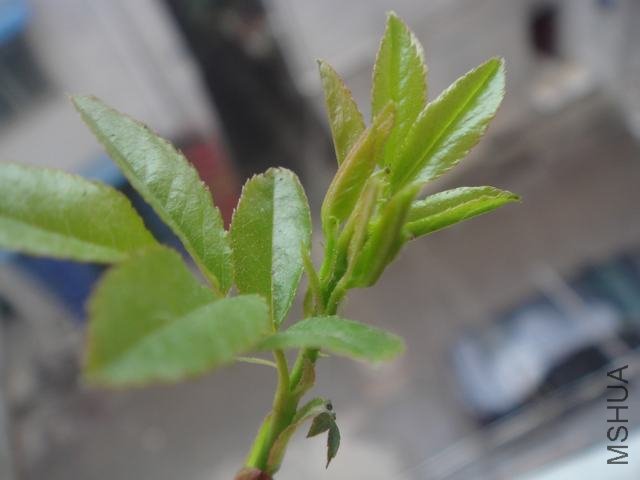 DSC06297.JPG