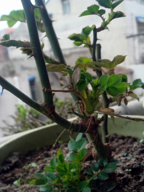 DSC06317.JPG