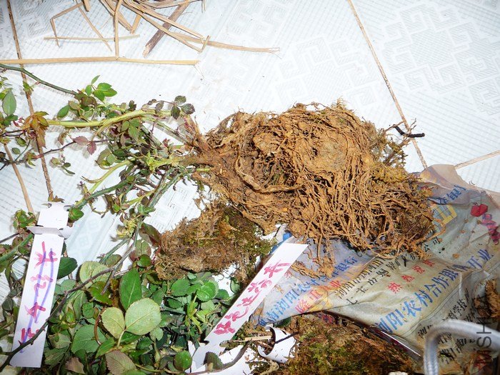 hy-planting6.jpg
