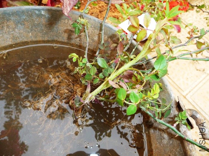 hy-planting7.jpg