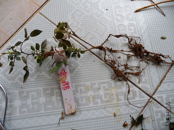 hy-planting8.jpg