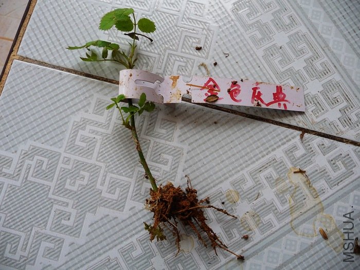 hy-planting9.jpg