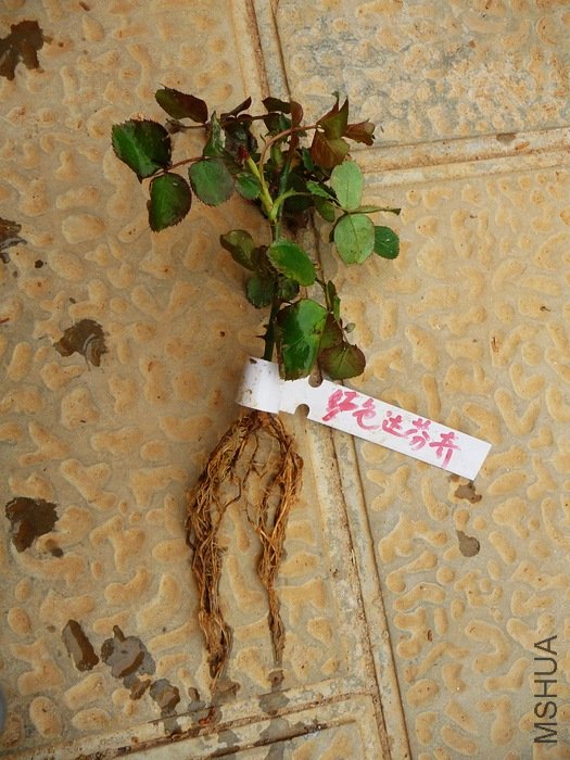 hy-planting10.jpg