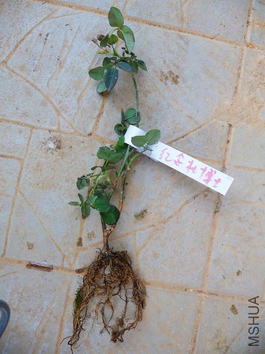 hy-planting11.jpg