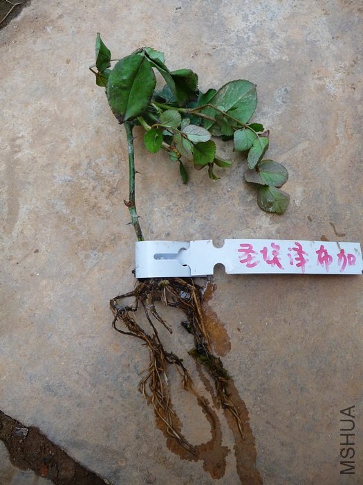 hy-planting12.jpg