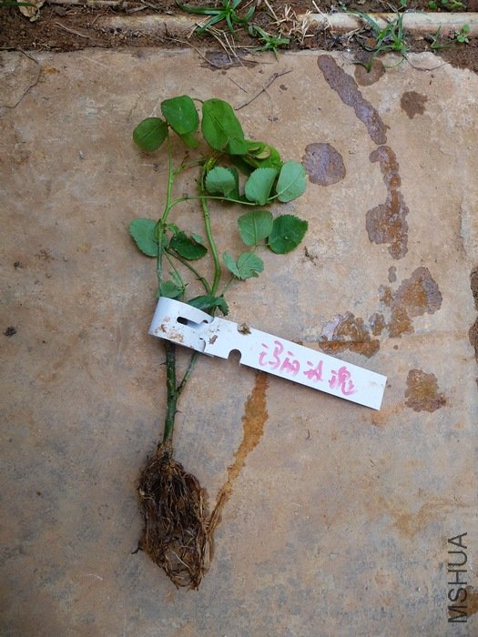 hy-planting14.jpg