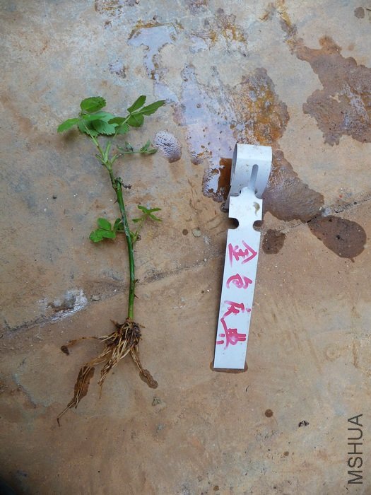 hy-planting15.jpg