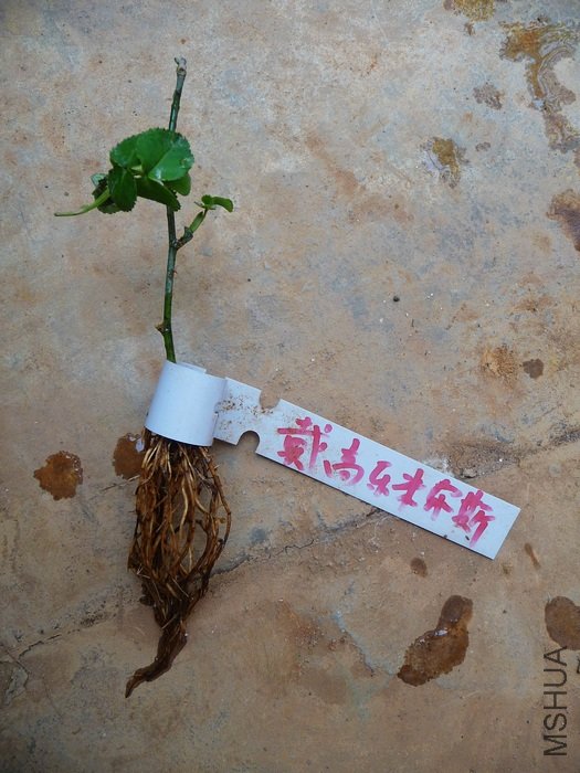 hy-planting16.jpg