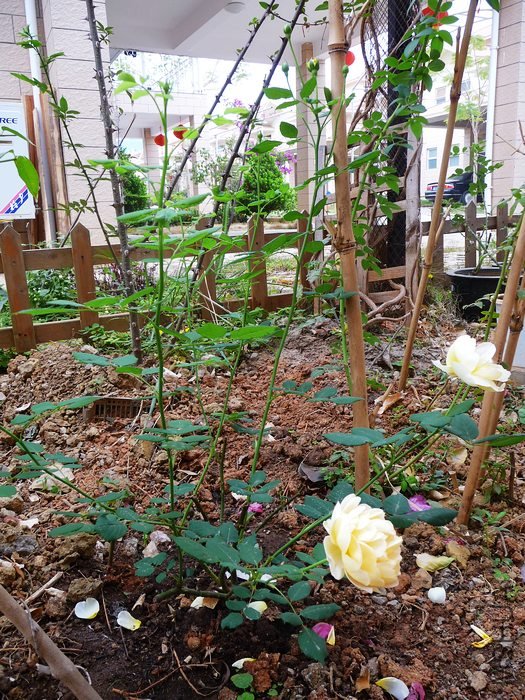 hy-planting19.jpg