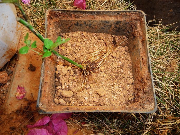 hy-planting20.jpg