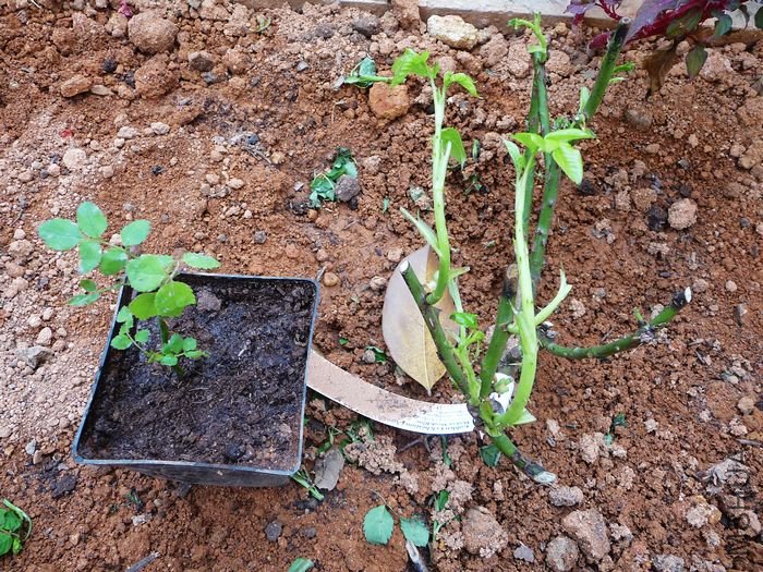 hy-planting21.jpg