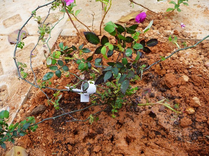 hy-planting22.jpg