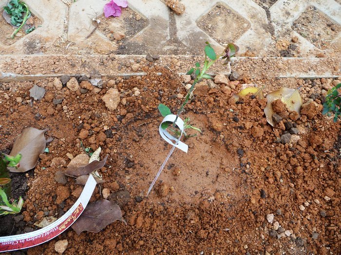 hy-planting23.jpg