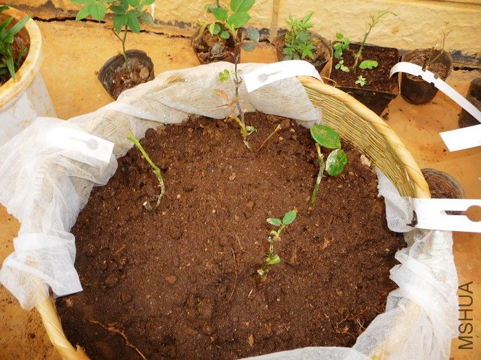 hy-planting25.jpg