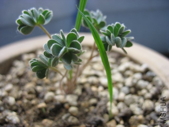 Oxalis TUSA.jpg
