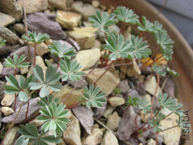 'Beatrice Anderson'