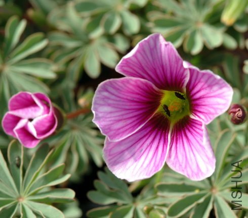Oxalis-enneaphylla-col-Pata.jpg