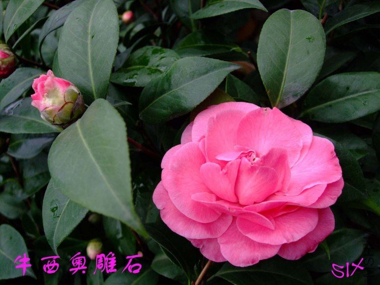 ţ���µ�ʯ 10-3-9(1).jpg