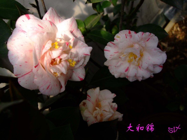 ��ͽ� 10-3-10 (2).jpg