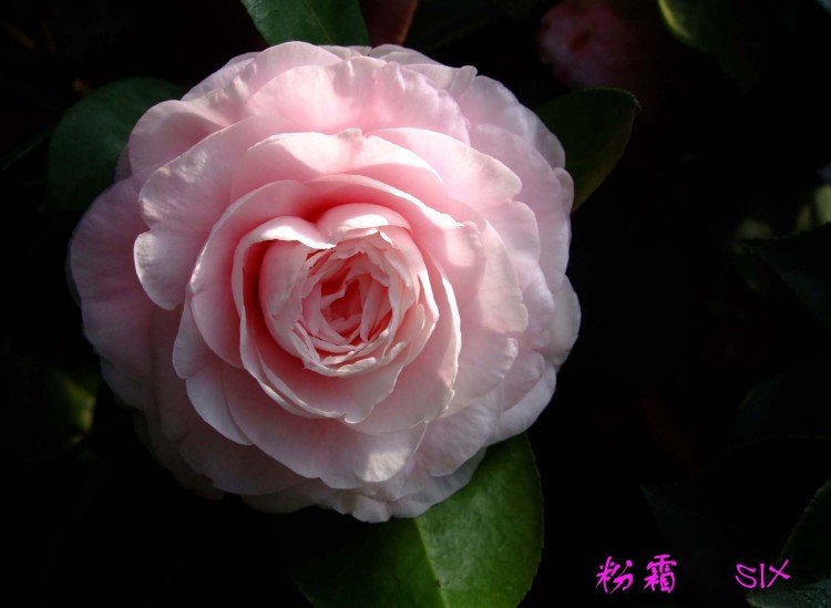 ��˪10-3-11 (2).jpg