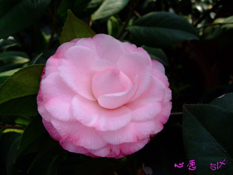 ��Ը 10-3-10 (2).jpg