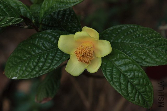 ���}�𻨲�