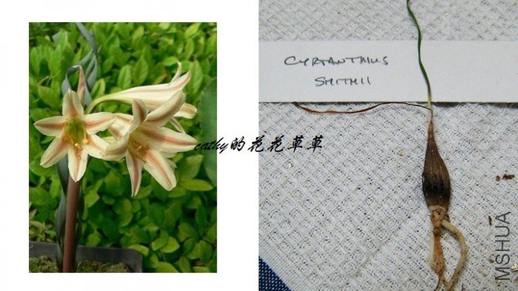 smithiae_cyrtanthus.jpg