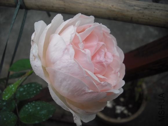 DSCF5954.jpg