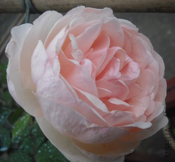 DSCF5948.jpg