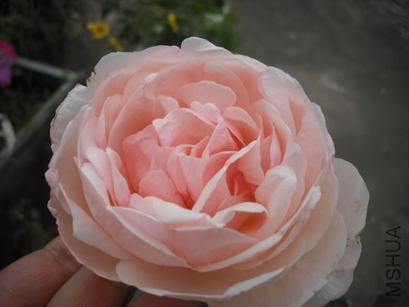 DSCF5951.jpg