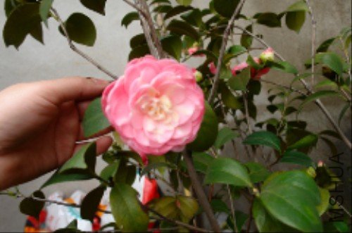 DSC04093_����.jpg
