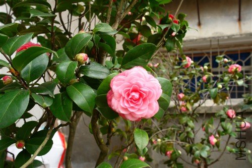 DSC04091_����.jpg