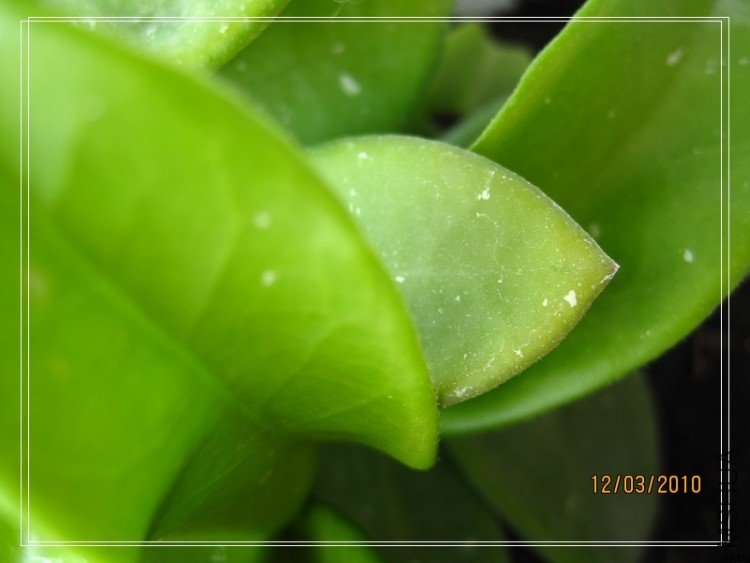���Ƶ�Ҷ��2
