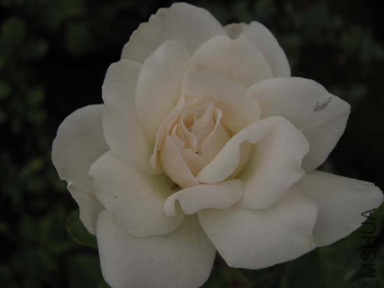 ��һ�������Ǳ�ɽ��:)