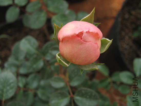 С����Ҳ��ͦ�ɰ�