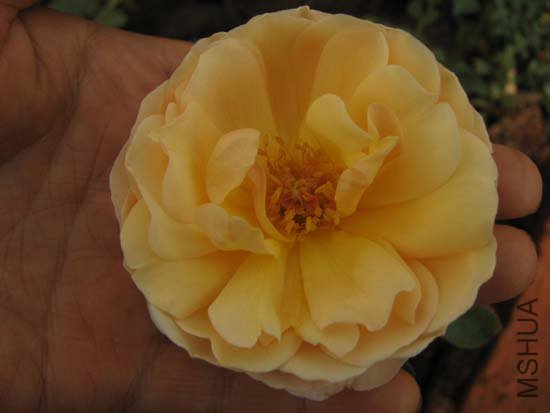 ��һ���ǲ�֪������ŷ��,С���翪����,Ũ��