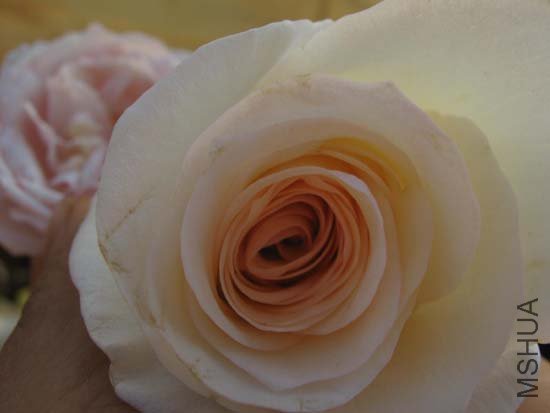 ż���³�Աˮ��֮��