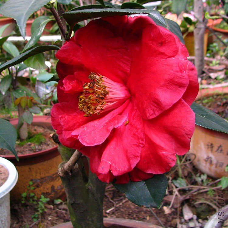 2010.03.09.�軨�� 005.jpg