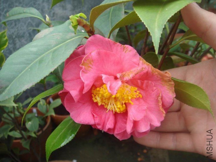DSC04070.JPG