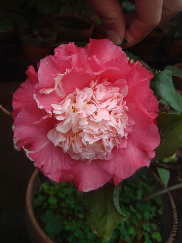 DSC04042.JPG
