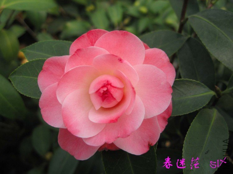 ����ã 10-3-13 (1).jpg